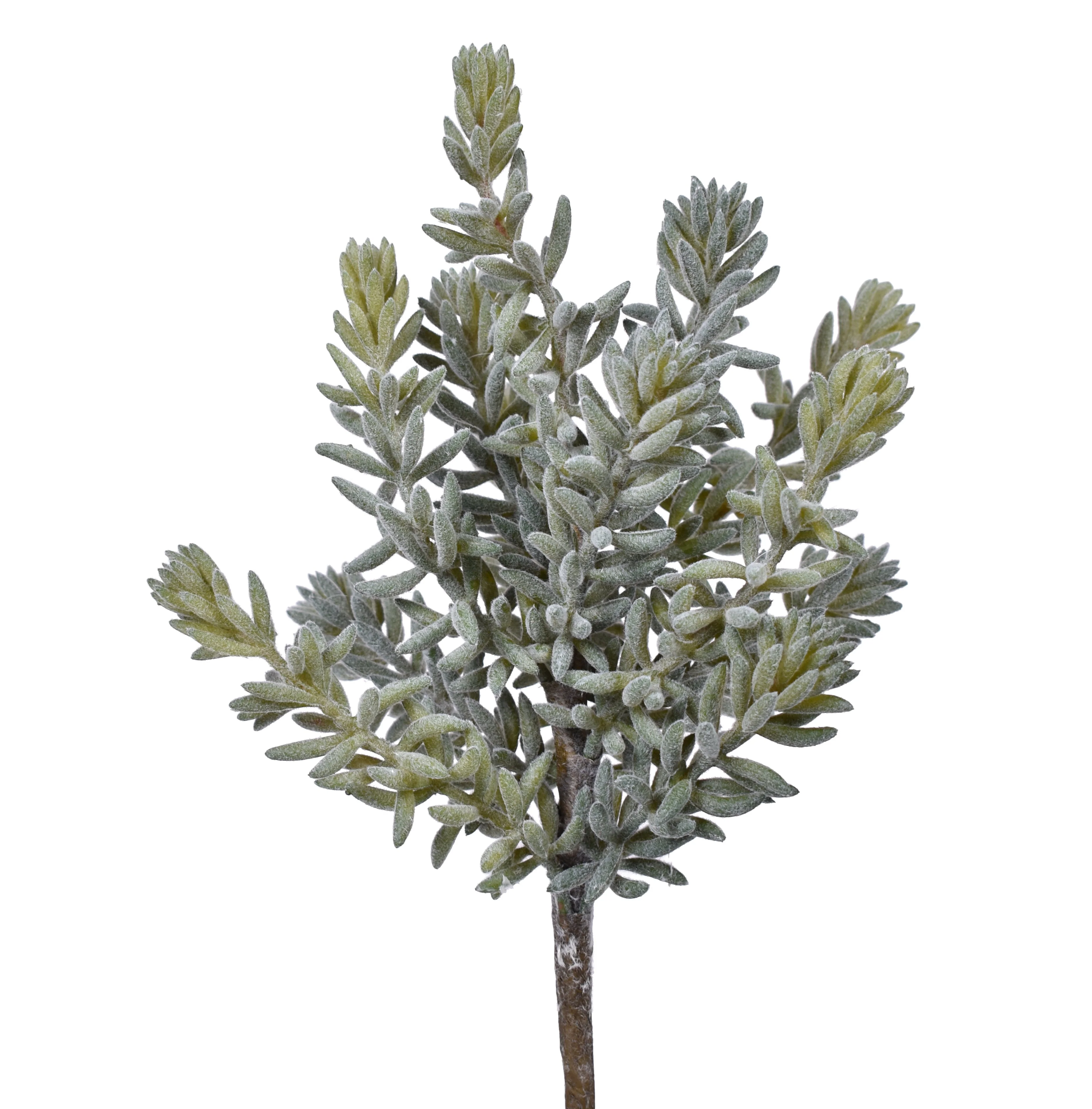 11" Sedum Pick - UV Treated SE1030UV