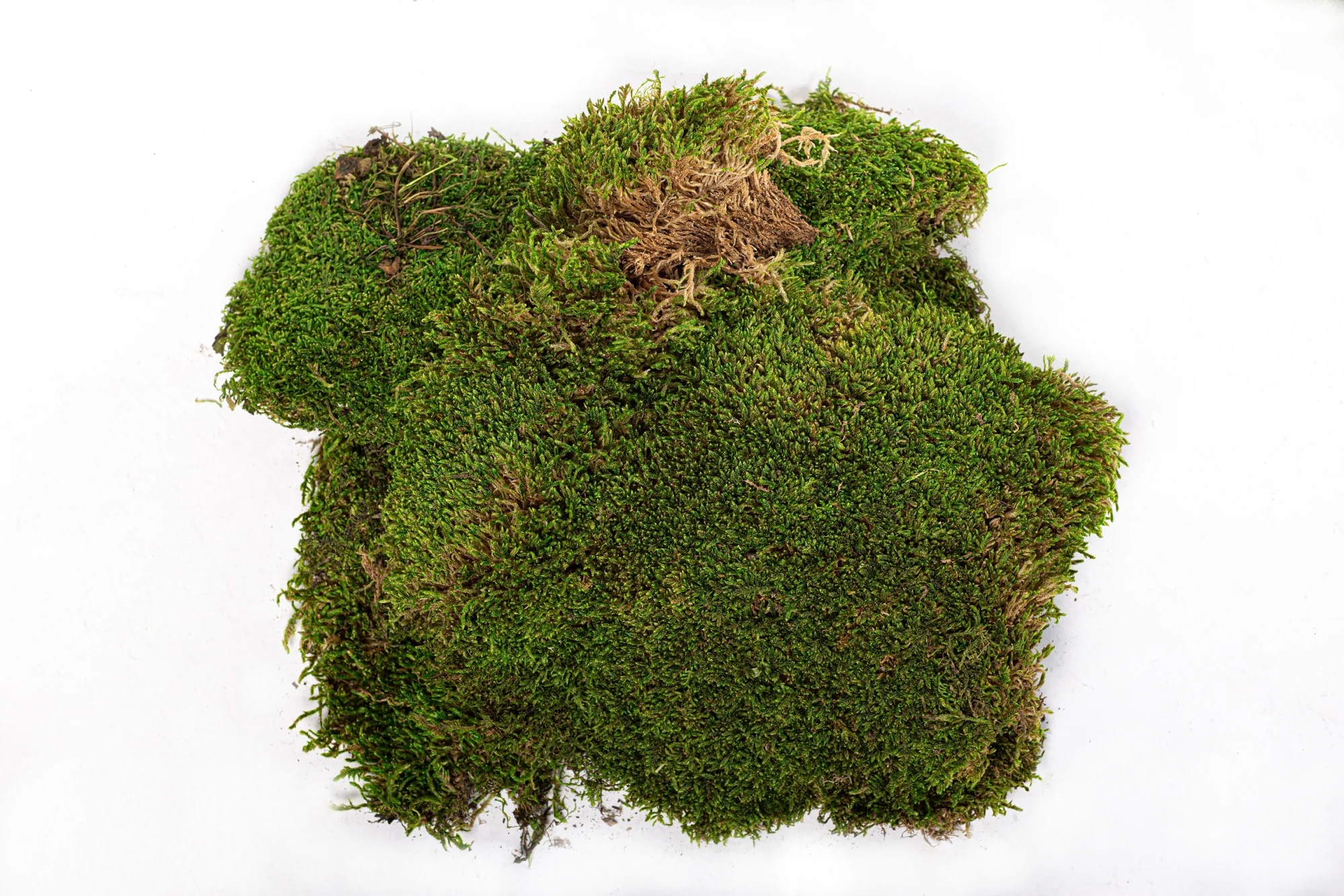 Sheet Moss 3lb |5lb Bag FA1015 | FA1016