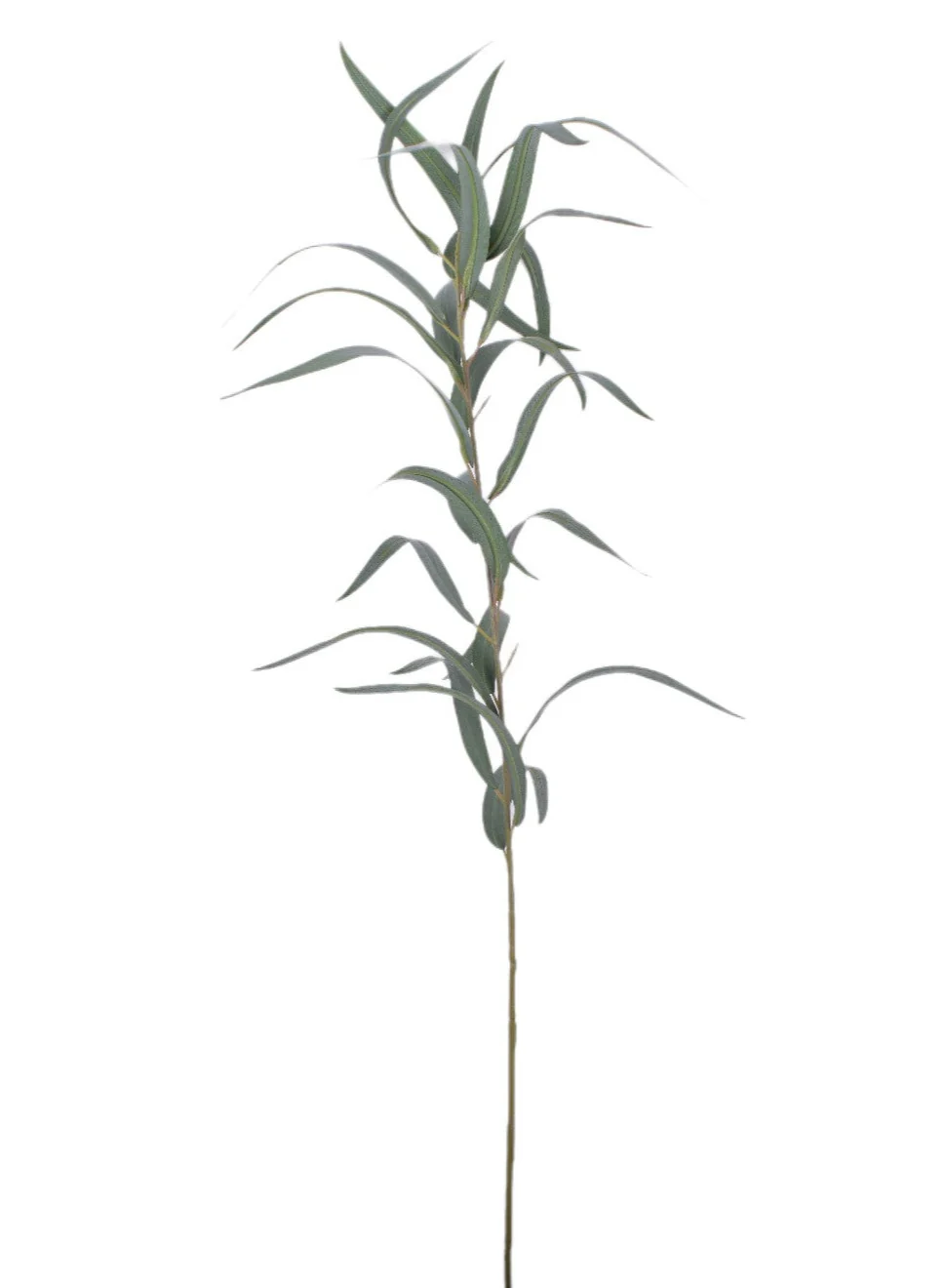 36" Long Leaf Eucalyptus - UV Treated ST1163UV