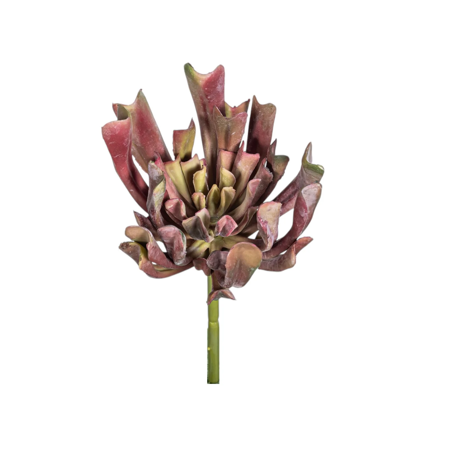 7" Echeveria Stem - UV Treated SU1091UV - Image 2