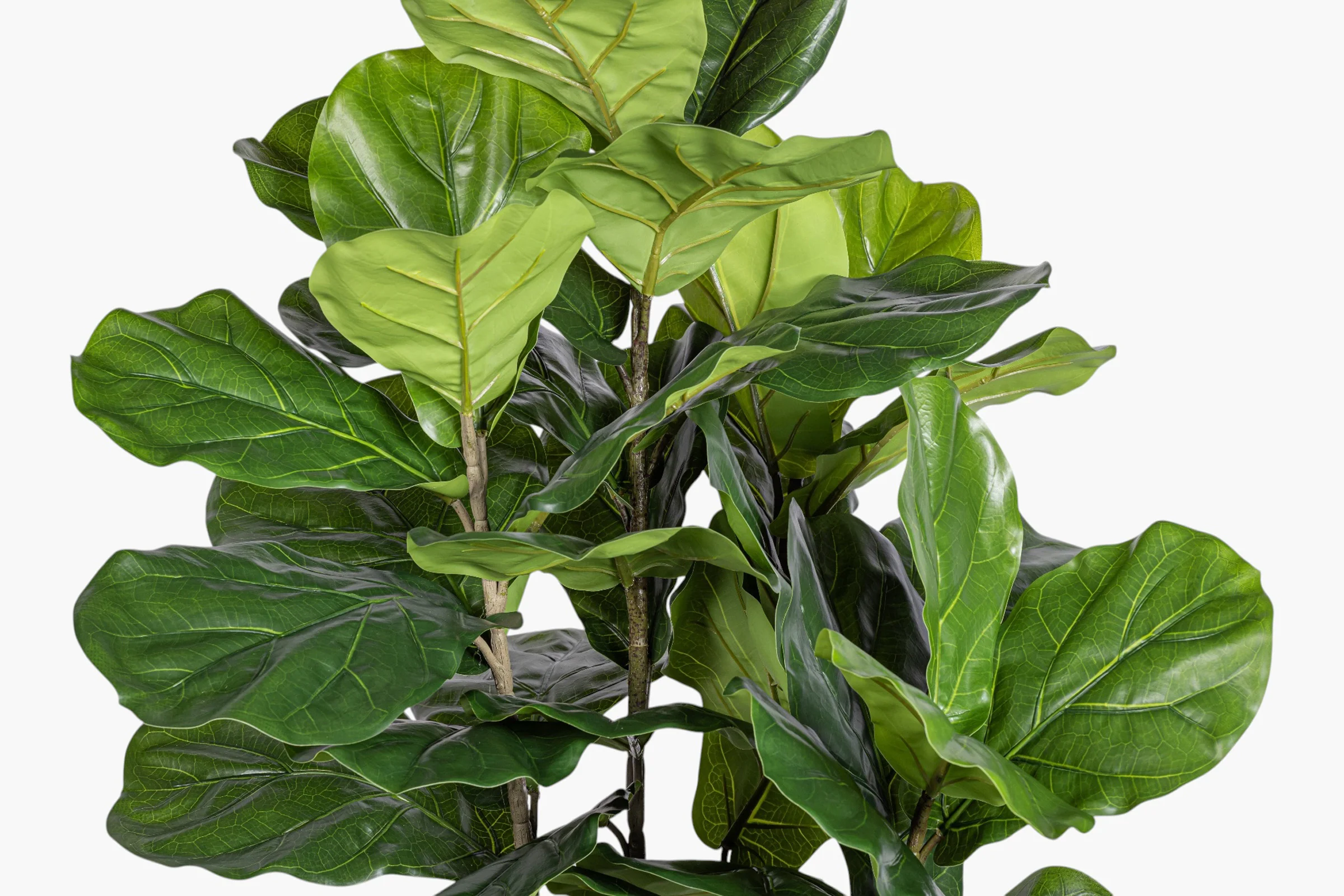 6' Column Fiddle Leaf Fig Tree - UV Treated FP1510 - Image 2
