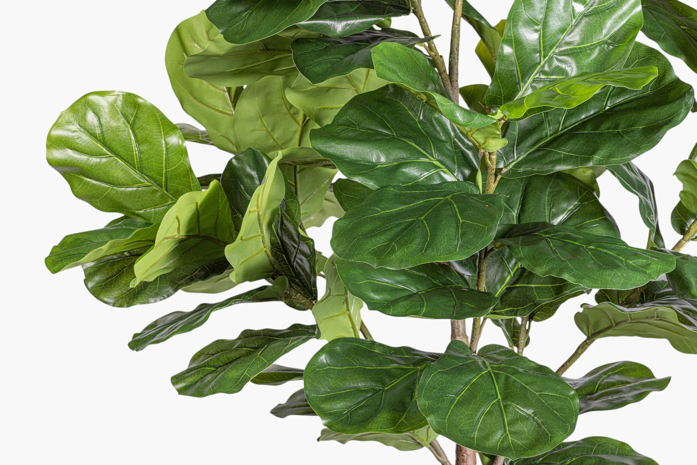 8' Fiddle Leaf Fig Tree - UV Treated    FP1512 - Image 2